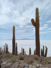 Isla Incahuasi in Salar de Uyuni, Bolivia