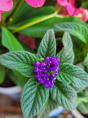 purple flower in the garden