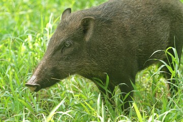portrait of a cute wild boar