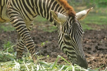 close up of a zebra grazing while looking at the camera