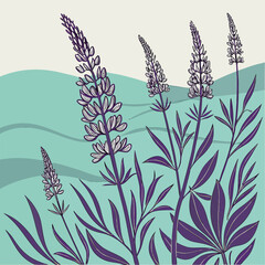 Lupine field