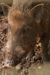 portrait of a cute wild boar