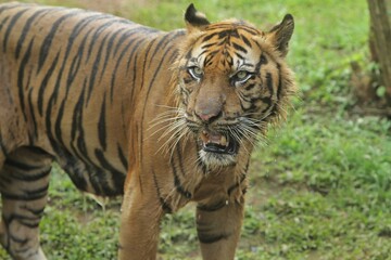 a Sumatran tiger is seen standing looking around