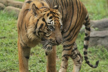 A Sumatran tiger is seen walking while looking around