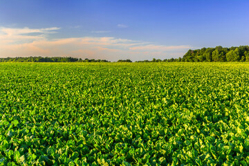 Beet Field at Sunset: Tender Leaves and Evening Sky Colors