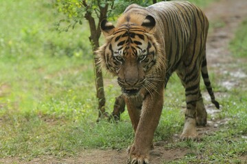 A Sumatran tiger is seen standing in the bushes facing forward.
