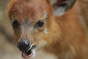 closeup of a smiling little sitatunga
