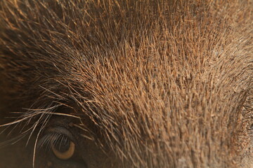 close up of a wild boar's eye