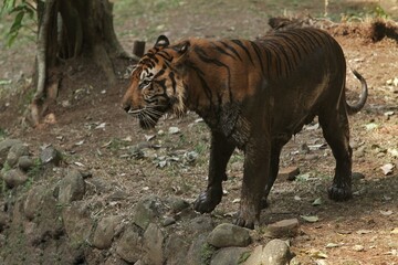 A muddy sumatran tiger stands on a rock observing its surroundings