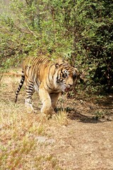 A Sumatran tiger walks in the bushes during the day observing the surroundings