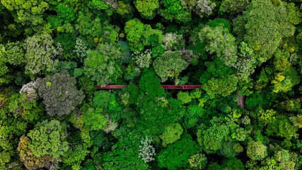 bridge hidden in Monteverde Cloud Forest in Costa Rica
