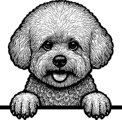Bichon Frise Peeking vector silhouette design