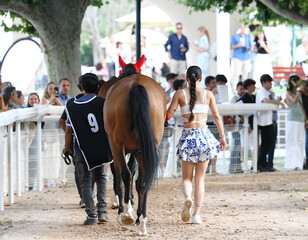 Mozos paseando ante el público un caballo purasangre por la arena del paddock del hipódromo antes...