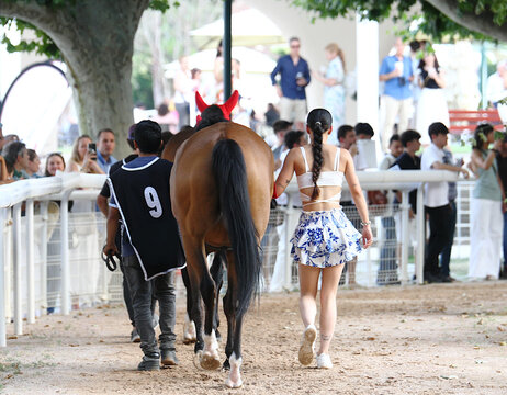 Mozos paseando ante el p&uacute;blico un caballo purasangre por la arena del paddock del hip&oacute;dromo antes de una carrera