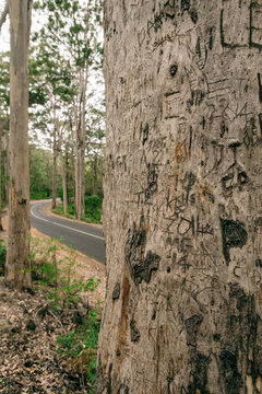 large gum tree with graffiti, and a road in the background