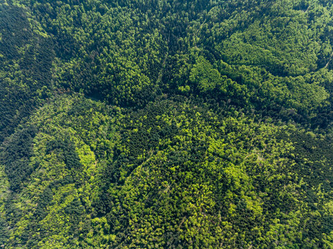 Aerial view of a dense tapestry of emerald and jade treetops blanketing the landscape in an intricate forest pattern, Thann, Grand Est, France.