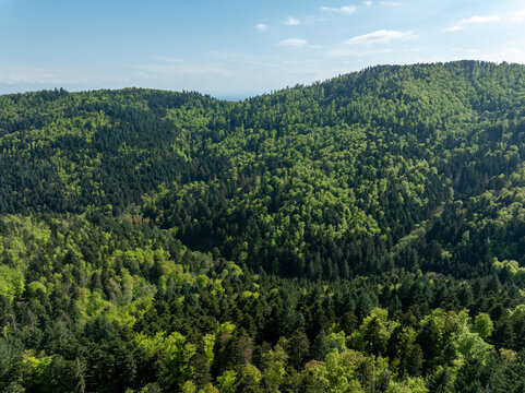 Fototapeta Aerial view of a dense forest cloaking rolling hills under a vast sky, where sunlight dances on the vibrant green canopy, Thann, Grand Est, France.
