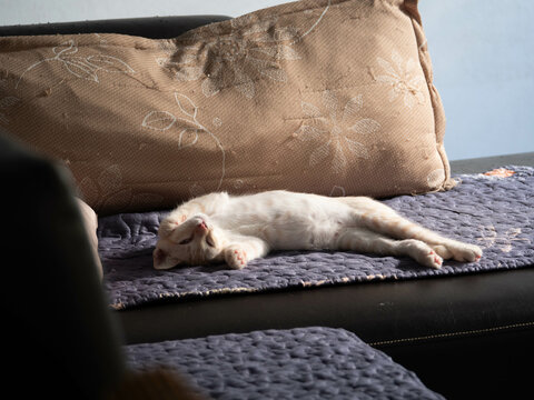 Adorable Sleeping Cat in Soft Natural Light