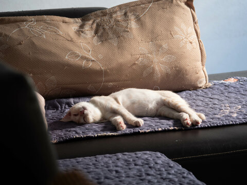 Adorable Sleeping Cat in Soft Natural Light