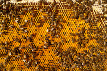 Beauty inside the hive. Background.