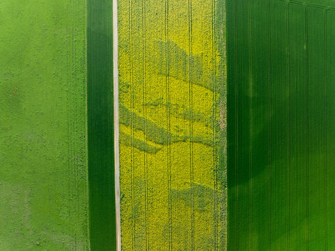 Aerial view of vivid green and yellow fields divided by a pale path, creating a striking contrast of agricultural textures and tones in Wittenheim, Grand Est, France.