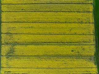 Aerial view of bright yellow crop fields create a textured tapestry under the summer sun, punctuated by dark lines and bordered by a strip of green in Wittenheim, Grand Est, France.