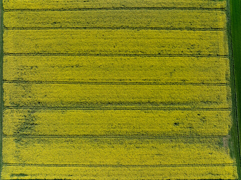 Aerial view of bright yellow crop fields create a textured tapestry under the summer sun, punctuated by dark lines and bordered by a strip of green in Wittenheim, Grand Est, France.