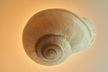 Snail slowly moving through natural light