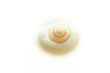 Snail slowly moving through natural light