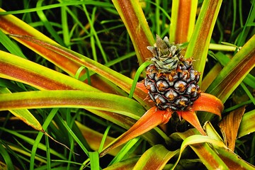 Very young pineapple plant with a small fruit that is slowly starting to grow. Baby pineapple in a plantation on Sao Miguel, the islands of the Azores