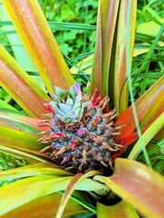 Very young pineapple plant with a small fruit that is slowly starting to grow. Baby pineapple in a plantation on Sao Miguel, the islands of the Azores
