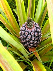 Close up of an almost ripe pineapple about to be harvested in a greenhouse on a pineapple...
