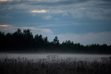 Misty twilight field after sunset with dark silhouettes of wildflowers and distant forest on the...