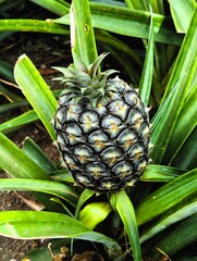 Close up of an almost ripe pineapple about to be harvested in a greenhouse on a pineapple plantation on Sao Miguel, on the Azores Islands.