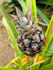 Very young pineapple plant with a small fruit that is slowly starting to grow. Baby pineapple in a plantation on Sao Miguel, the islands of the Azores