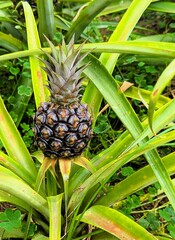Very young pineapple plant with a small fruit that is slowly starting to grow. Baby pineapple in a plantation on Sao Miguel, the islands of the Azores