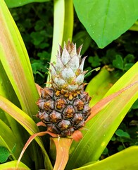 Very young pineapple plant with a small fruit that is slowly starting to grow. Baby pineapple in a plantation on Sao Miguel, the islands of the Azores