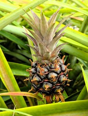 Very young pineapple plant with a small fruit that is slowly starting to grow. Baby pineapple in a plantation on Sao Miguel, the islands of the Azores