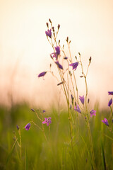 Delicate wildflowers bellflowers glowing in the warm evening light. Soft artistic photo with gentle...
