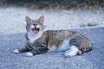 Funny tabby cat grimacing at the backyard with mouth open. 
