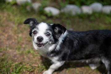 A small black and white dog, a senior Chihuahua or mixed breed, stands outdoors on a grassy path....