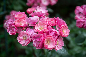 Bright pink flowers of Rosa corymbifera climbing a fence. A cultivar from the Moscow region.
