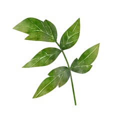 Obraz premium Green leafy branch. Drawing in watercolor style. Ideal for floral compositions, wedding decor, botanical designs, stickers, invitations and cards.