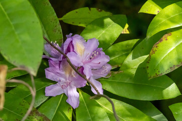 Purple Rhododendron in full bloom – Flowering ornamental shrub in the garden or park in spring