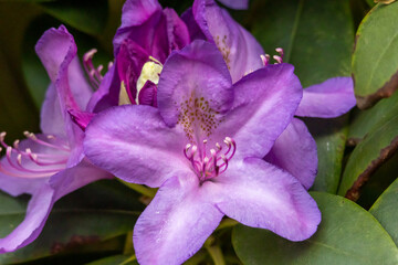 Purple Rhododendron in full bloom – Flowering ornamental shrub in the garden or park in spring