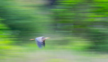 Purple Heron (Ardea purpurea) in the Santoña, Victoria, and Joyel Marshes Natural Park. Santoña,...