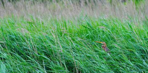 Purple Heron (Ardea purpurea) in the Santoña, Victoria, and Joyel Marshes Natural Park. Santoña,...