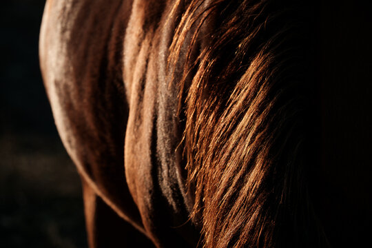 Mane and right side of a Chestnut Horse