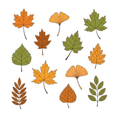 Various autumn leaves in an array of fall colors
