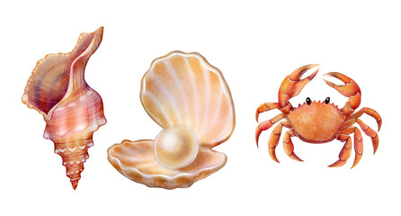 Set of Crab with seashell and pearl. Drawing in watercolor style. Great for summer designs, marine-themed cards, kids decor, stickers, invitations, and textile prints.